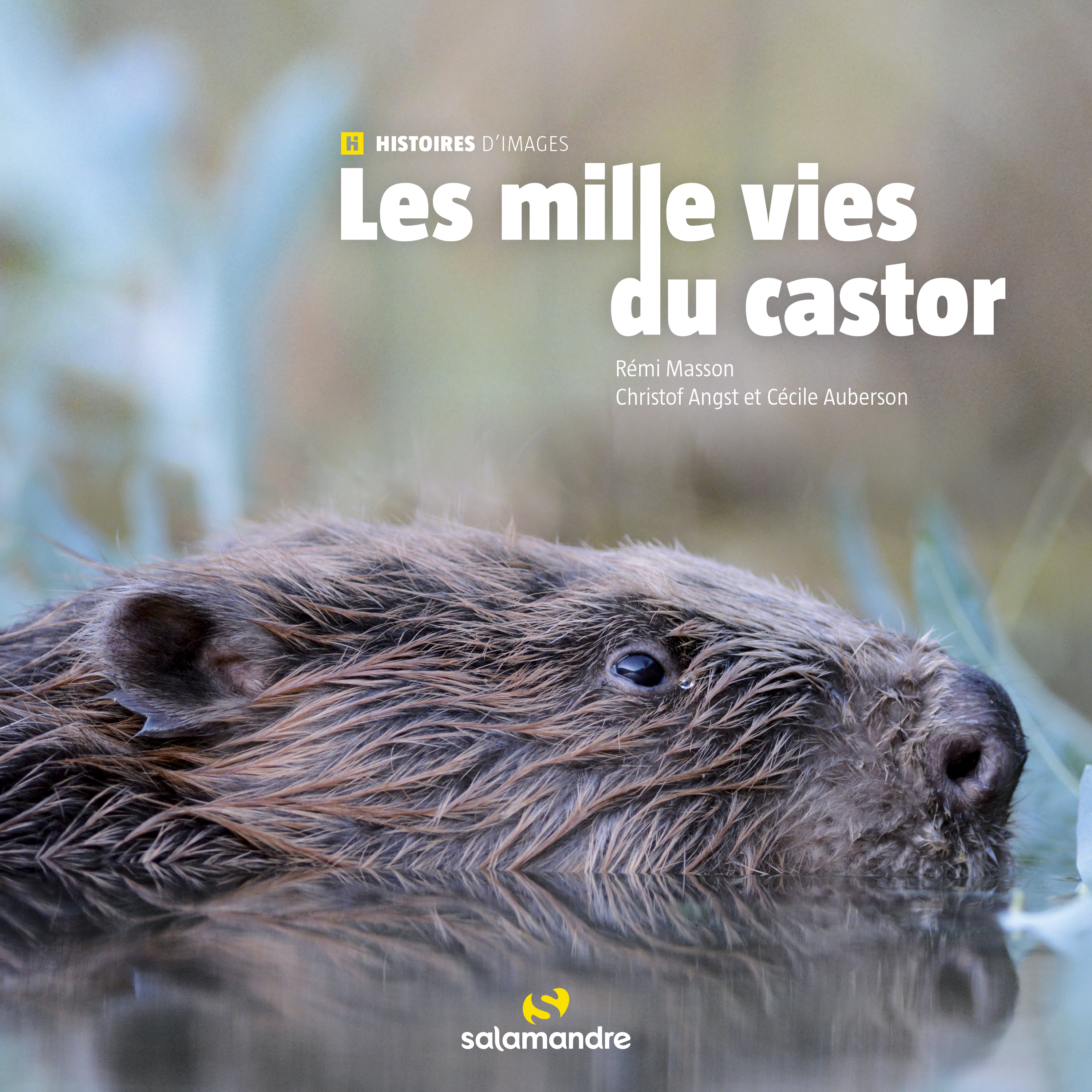 Les milles vies du castor - MASSON Rémi, Angst Christof, Auberson Cécile - LA SALAMANDRE