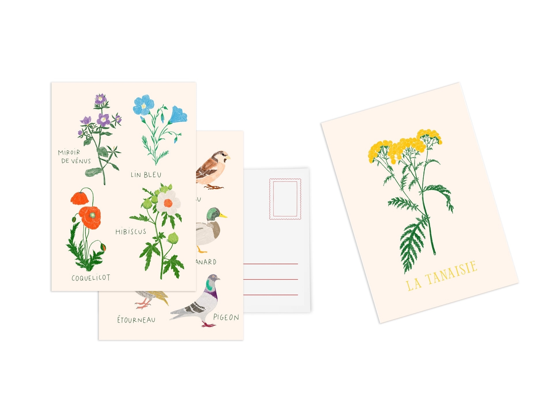 Set de 10 cartes postales Fleurs - Zoé de Las Cases - HACHETTE PRAT