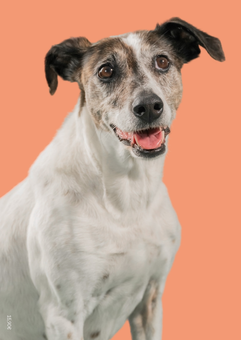 Bâtard N°9 - Juin 2025 -  Bâtard,  Collectif - DOG SOCIAL CLUB