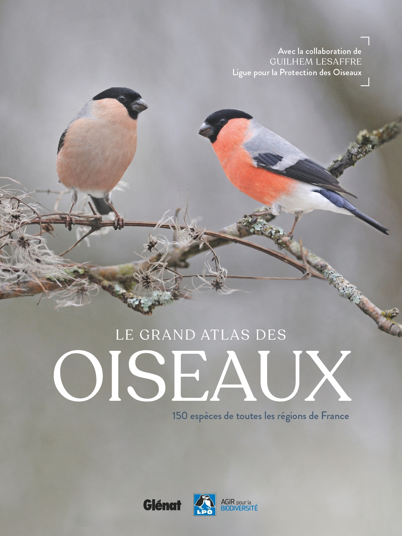Le grand Atlas des oiseaux - ERICK ALEXANDERSON ROSAS, Guilhem Lesaffre - GLENAT