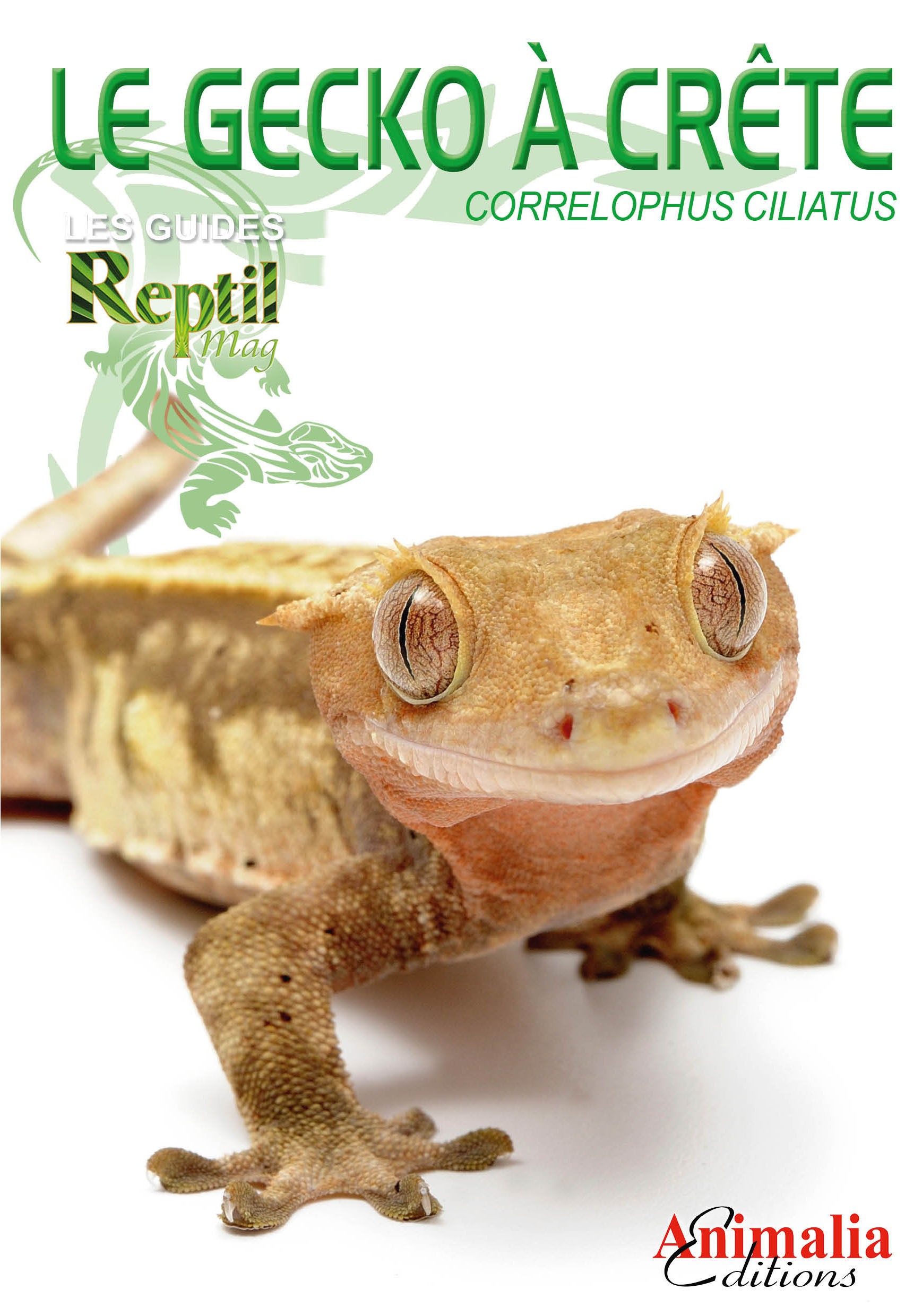 Le gecko à crête de Nouvelle-Calédonie - Correlophus, anc. Rhacodactylus ciliatus - Stéfanie Bach - ANIMALIA
