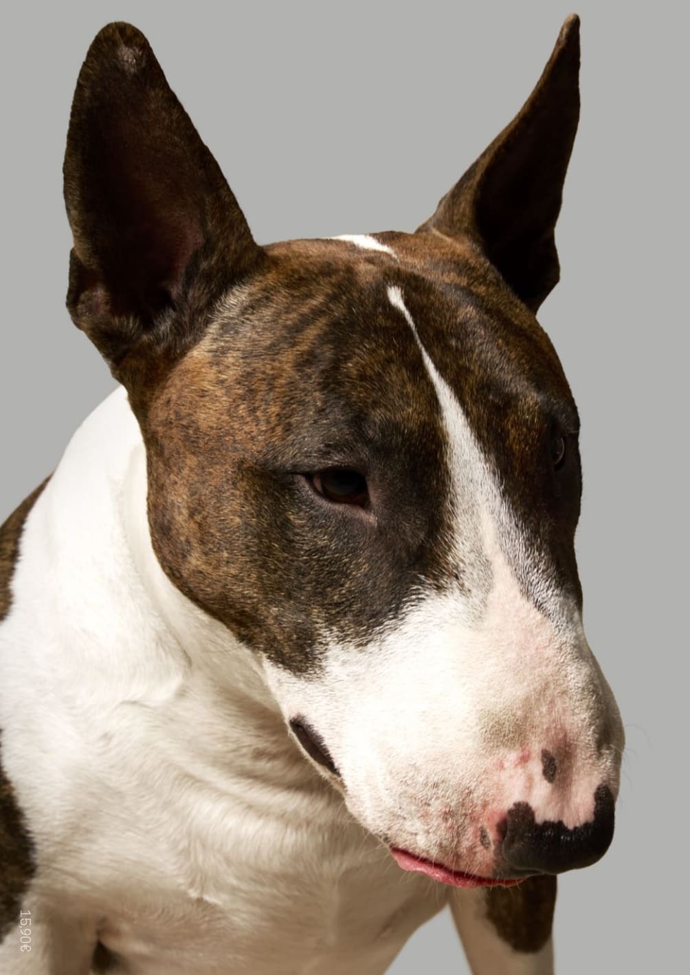 Bâtard N°12 - Mars 2026 -  Collectif - DOG SOCIAL CLUB