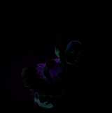 Lorette la pâquerette